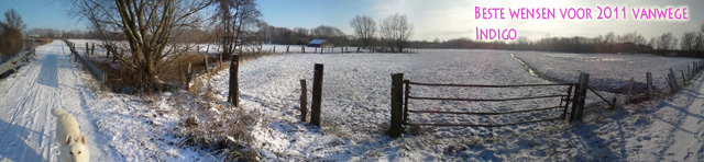 Onze Indigo in de sneeuw